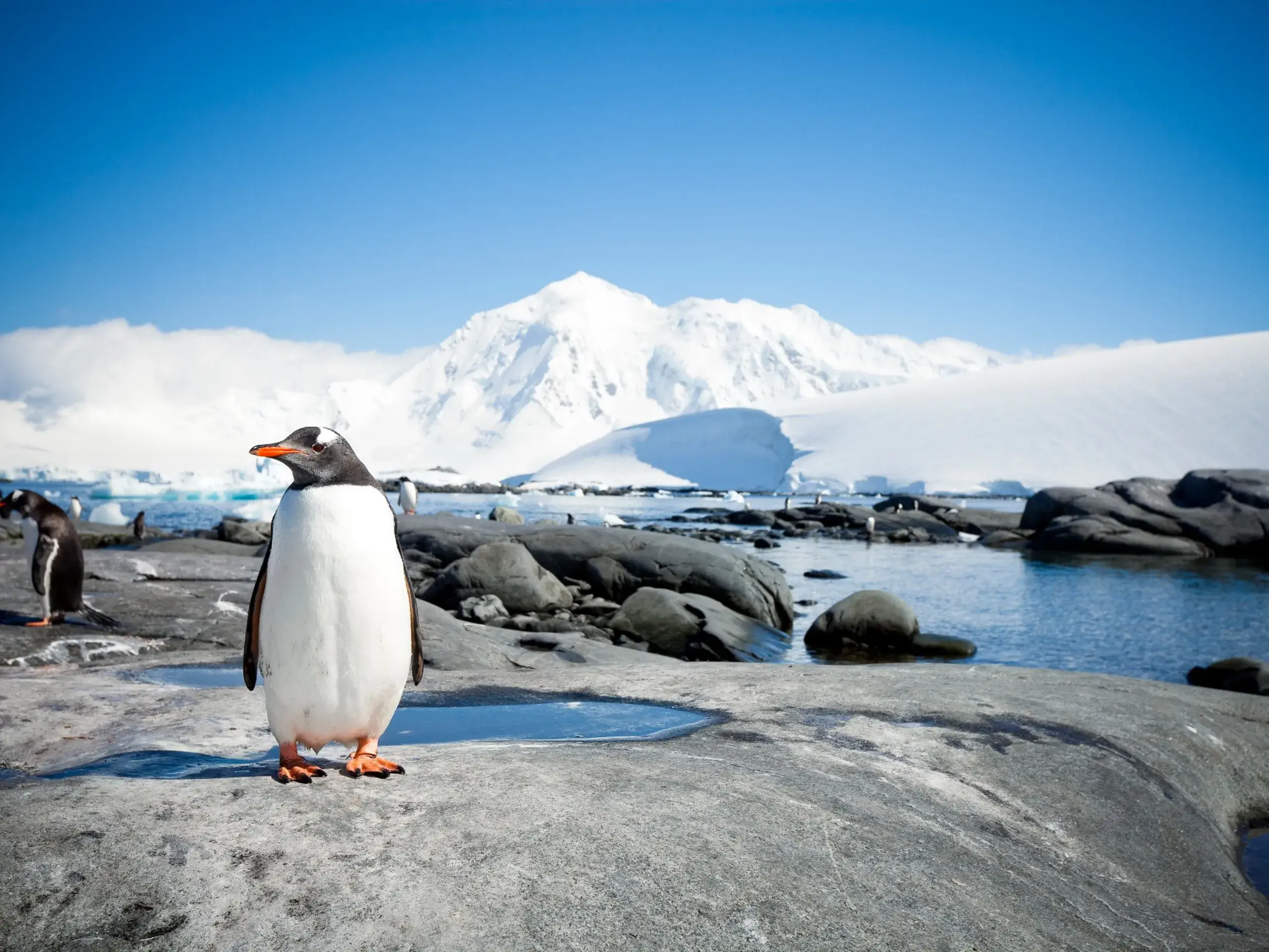 Antarctic Cruises