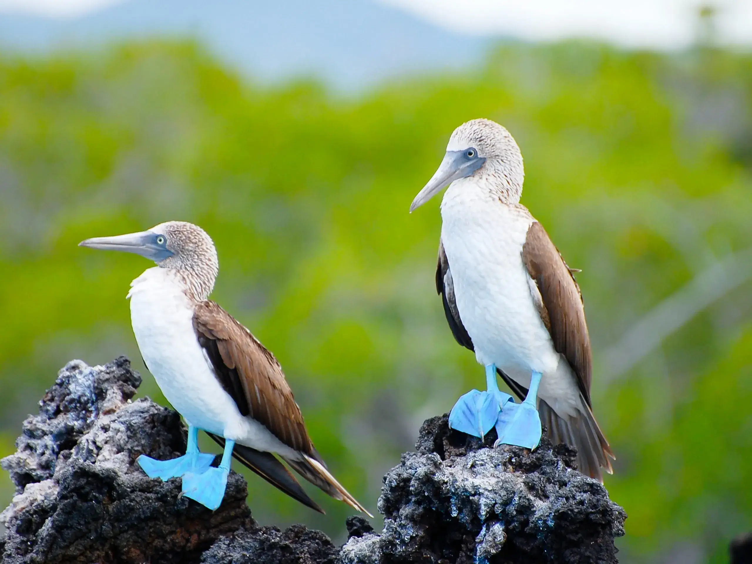 Blue-Footed-Boobies, Galapagos Islands