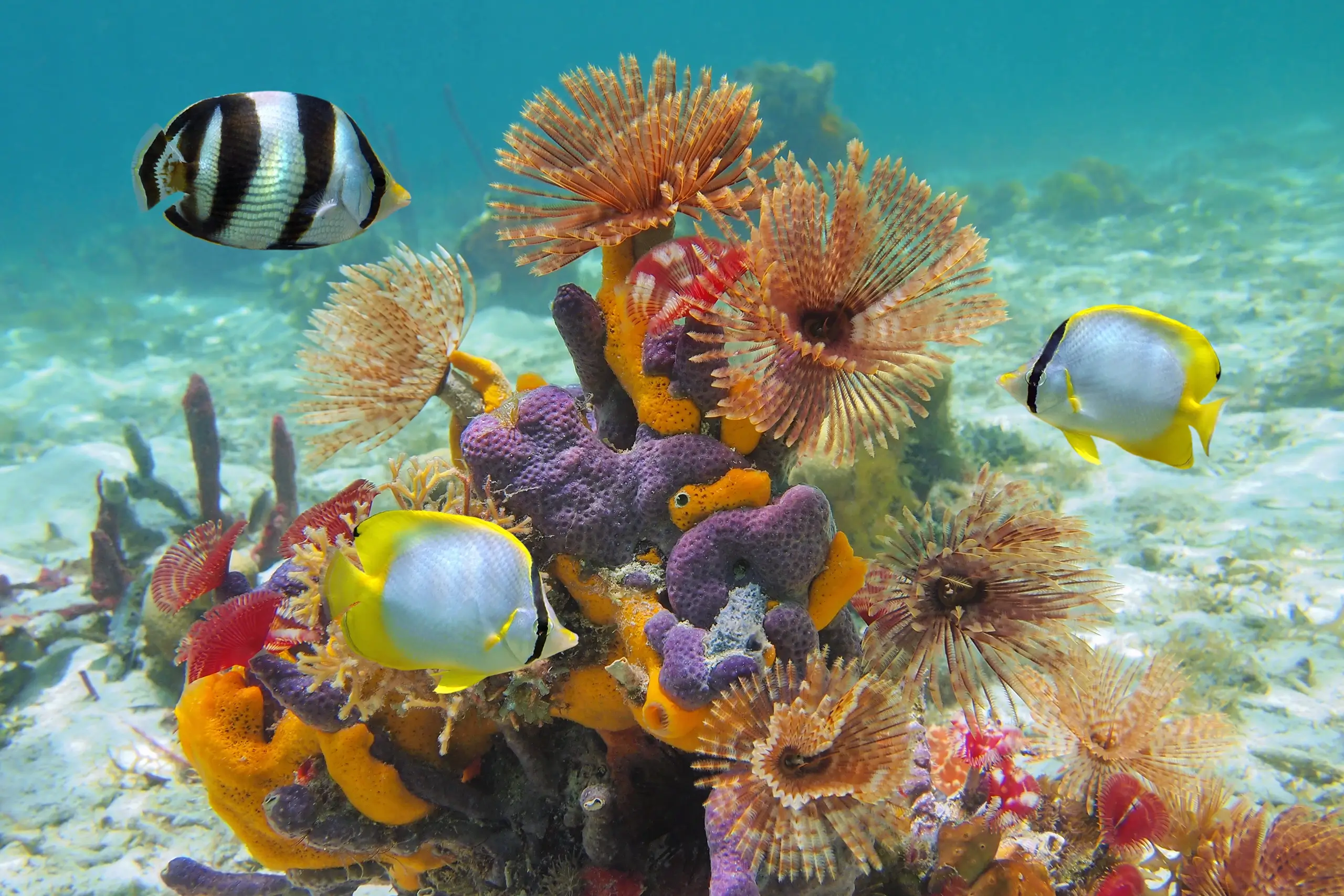 Snorkelling in Cozumel