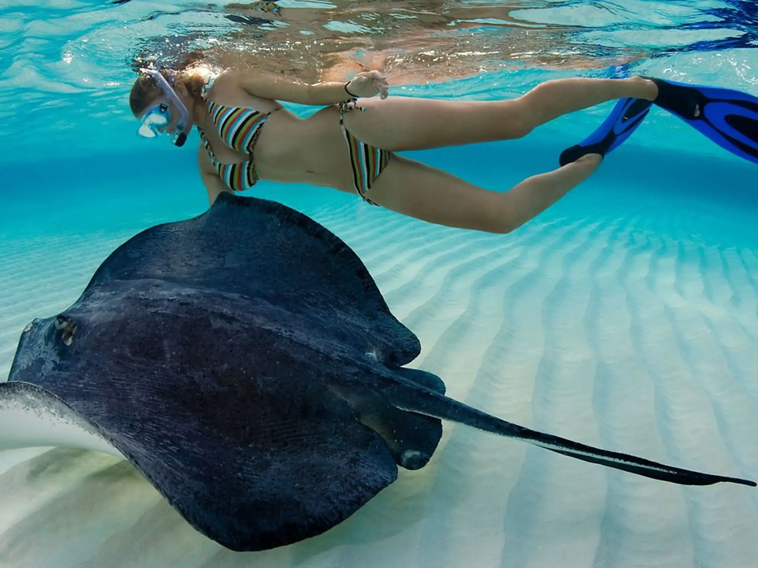 Swimming with stingrays in St. Maarten